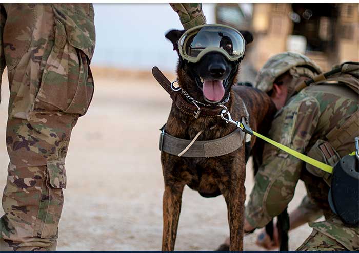 Dog wearing goggles and a harness looking at the camera while a service member bends down beside it Dog wearing goggles and a harness looking at the camera while a service member bends down beside it