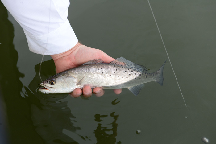 holding seatrout