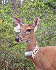 North FLorida Deer Study collared deer