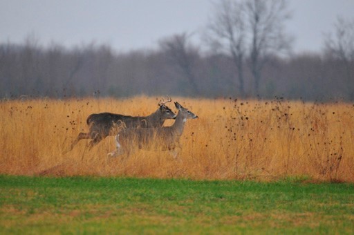 Deer running through fall field