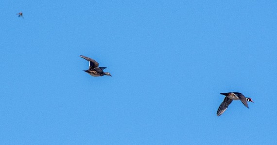 Wood ducks flying against blue sky