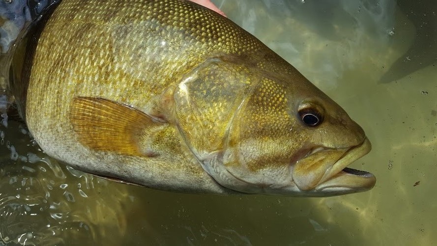 Close-up of fish