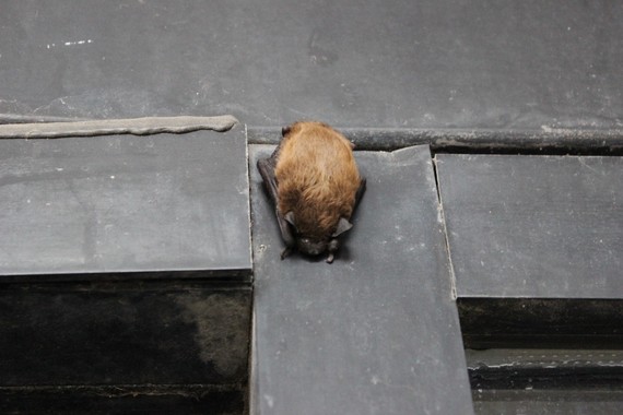 Bat on a building