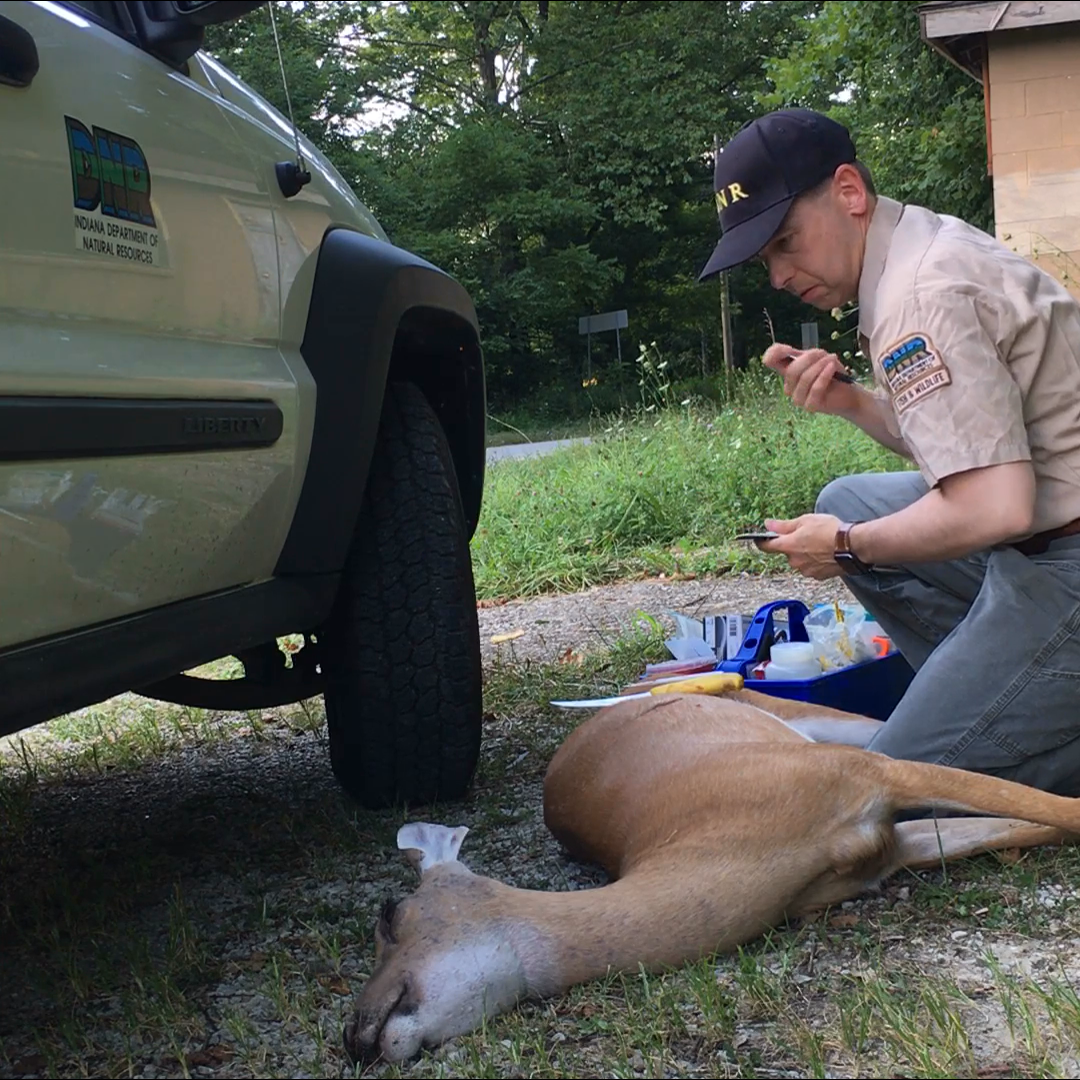 DNR biologist sampling dead deer for disease