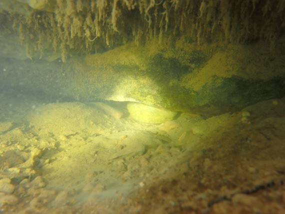 Heallbender hiding as light shines on tip of face