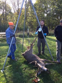 Deer hung for processing
