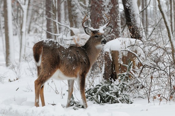 Buck looking at camera from snowy forest