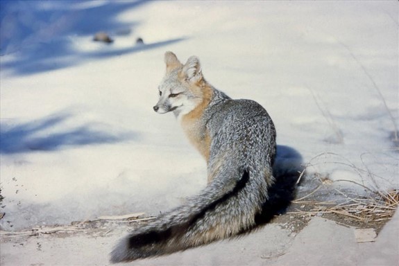 Gray fox in the snow