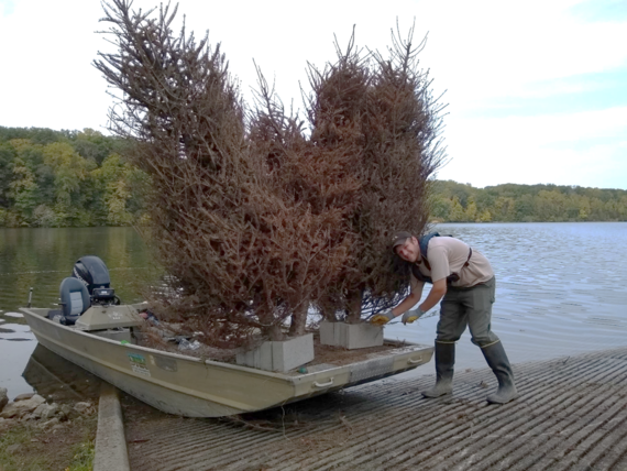 Holiday tree fish structures ready to be deployed at Whitewater Lake.