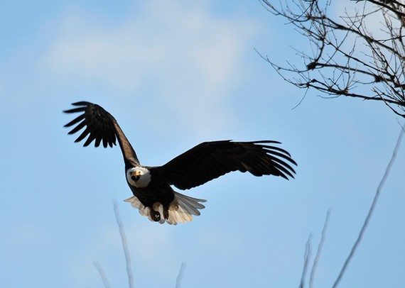 Bald eagle soaring against blue sky
