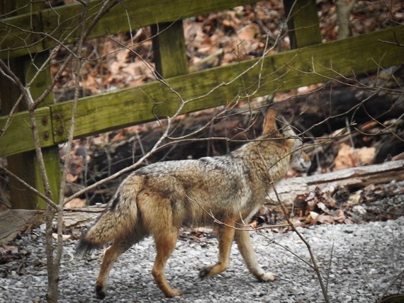 Coyote on trail