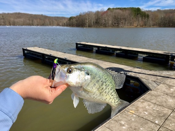 Fish being displayed with hook in mouth