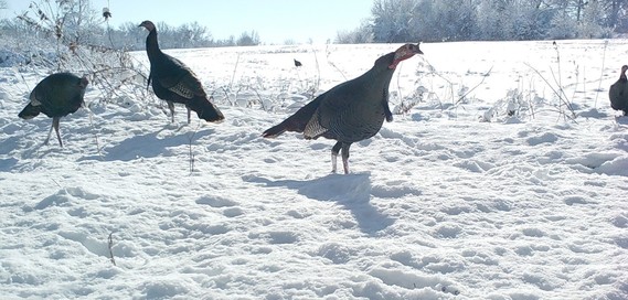 Turkey Toms congregating in the snow