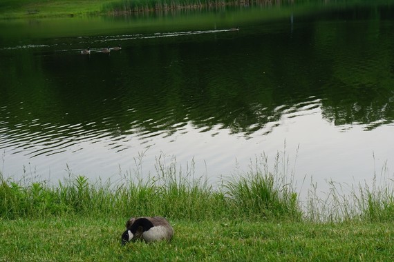 Canada goose nesting by water