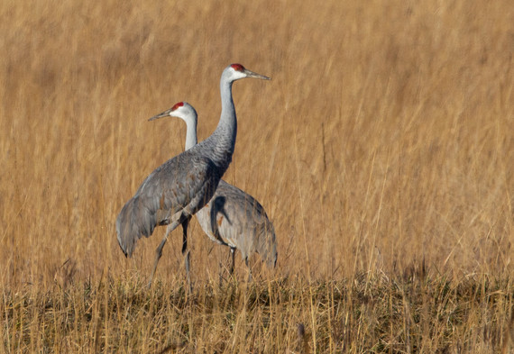 Two sandhill cranes in a field at Goose Pond Fish & Wildlife Area