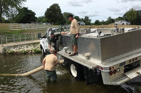 Fawn River Hatchery staff working with walleye