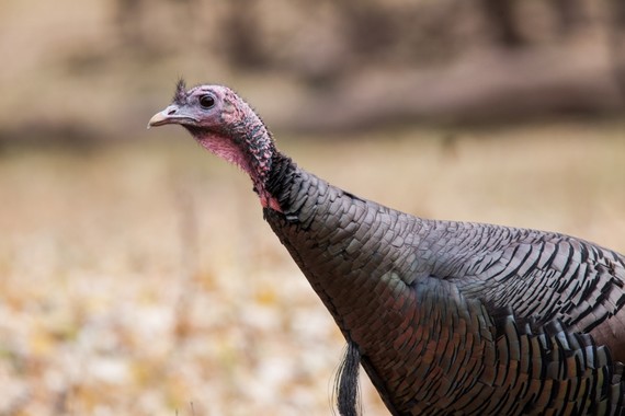 Wild turkey