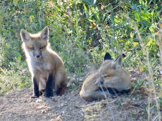 Two young foxes