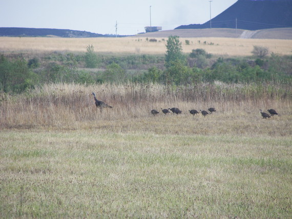 Hen with nearly grown poults in tow