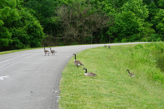 Canada geese crossing the road
