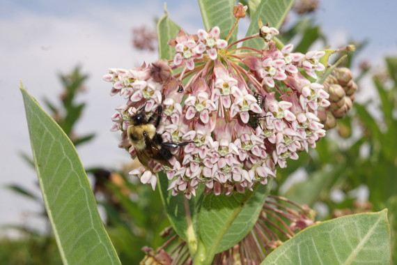 Bee on common milkweed flower