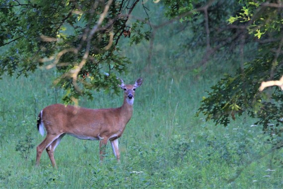 White-tailed doe