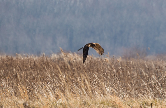 Northern harrier in flight