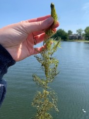 Aquatic plant