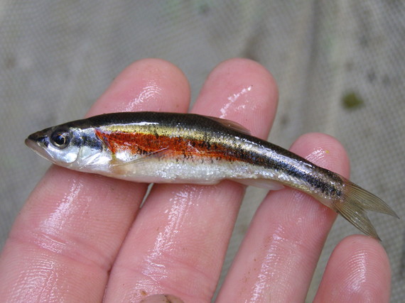 Redside dace