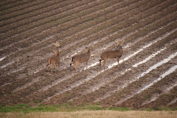 Two bucks and a doe in a harvested field