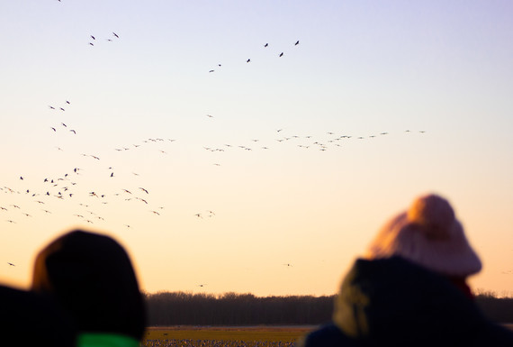 Two people watching cranes fly into Jasper-Pulaski Fish & Wildlife Area