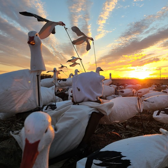 Snow goose decoys
