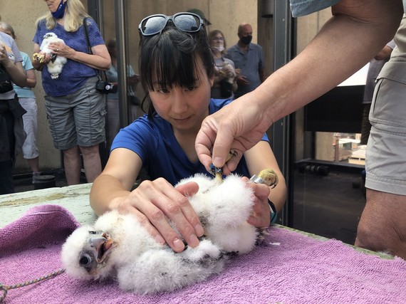 Ornithologists working on attaching a leg band to a peregrine falcon chick