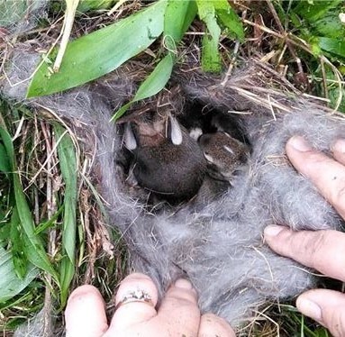 Bunnies in nest