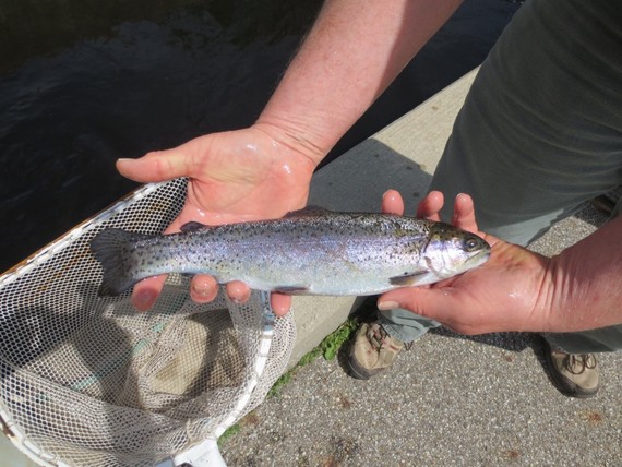 Rainbow trout being held