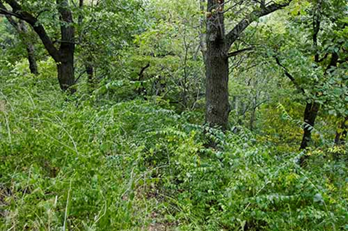 Bush honeysuckle