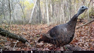 A close-up of a wild turkey in the woods.