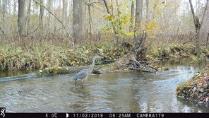 A great blue heron standing in a river.