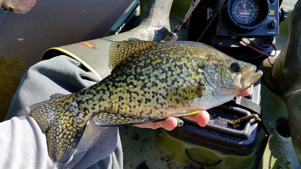 A person holds a black crappie over a boat.