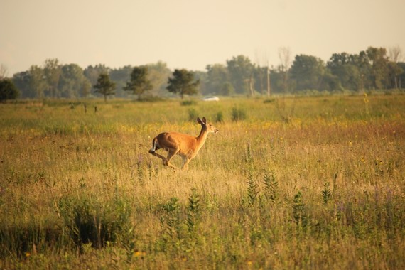 A deer runs through a field.