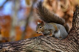 A squirrel sits on a tree branch.