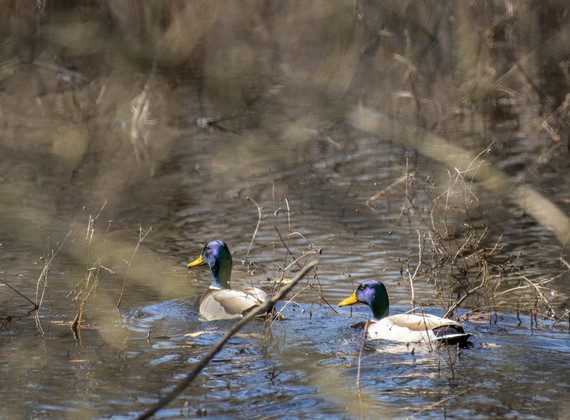 Two ducks swimming in a body of water.