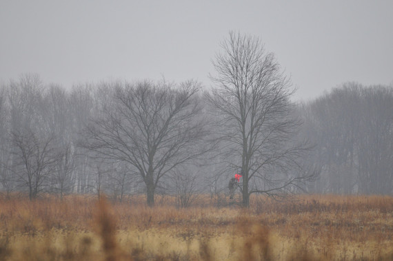 A man climbing a ladder beside trees in a field.