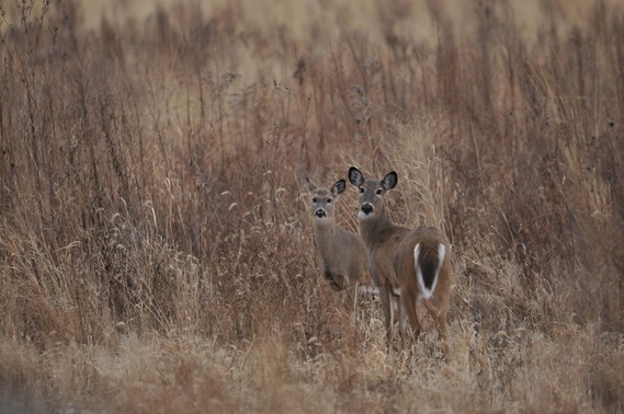 Two deer in a field staring directly at the camera.