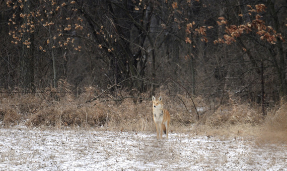 A coyote standing in a field of snow.
