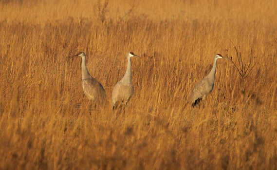 Three sandhill cranes standing in a golden field.