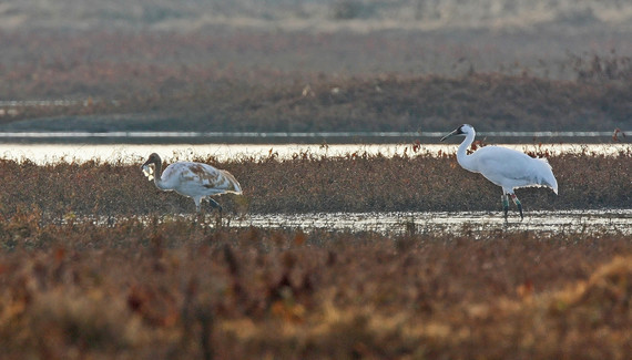 Two whooping cranes standing in a wetland.
