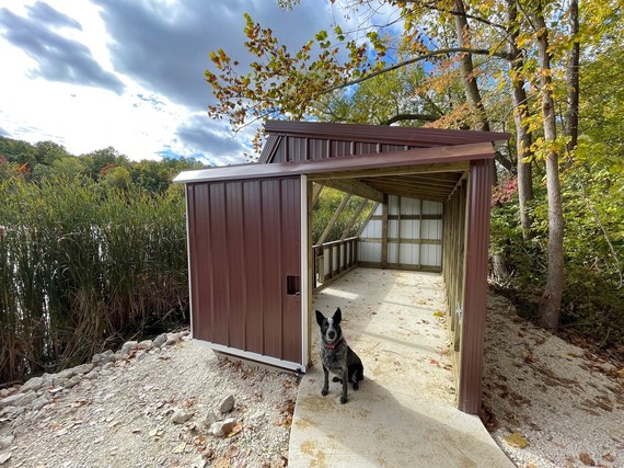 A dog sitting in front of a newly installed hunting blind at Tri-County FWA.