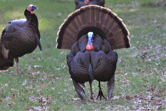 A wild turkey with its feathers spread.