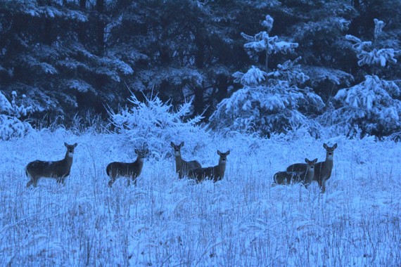 A group of deer in a snowy field.